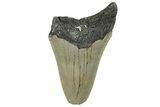 Bargain, Fossil Megalodon Tooth - Serrated Blade #295458-1